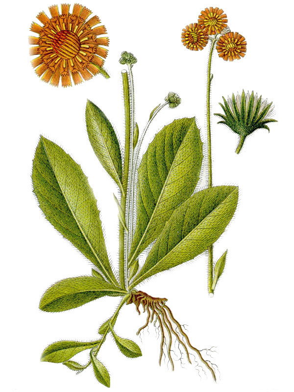 Hieracium aurantiacum