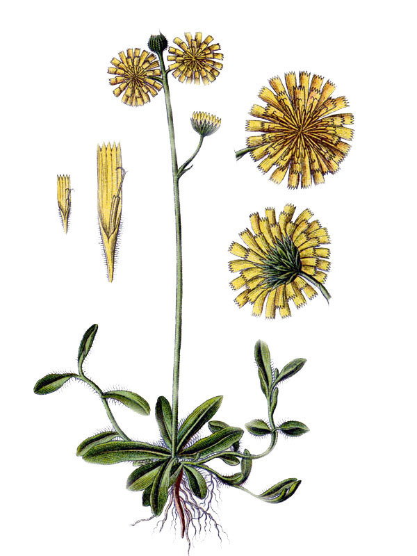 Hieracium auricula