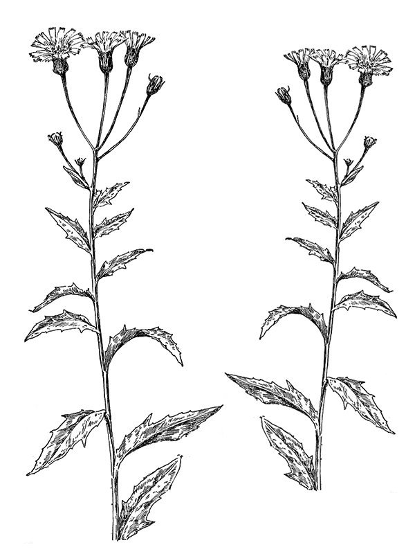 Hieracium canadense