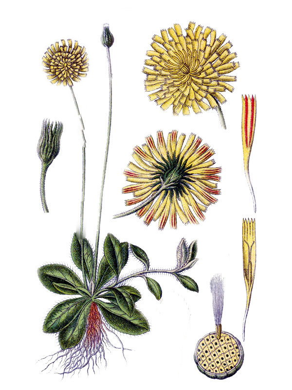 Hieracium pilosella