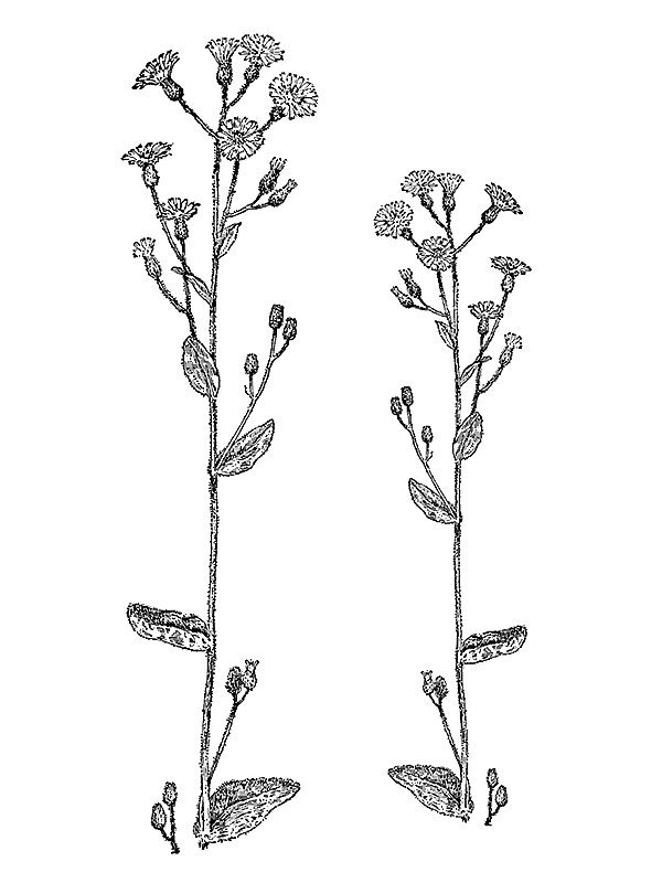 Hieracium scabrum
