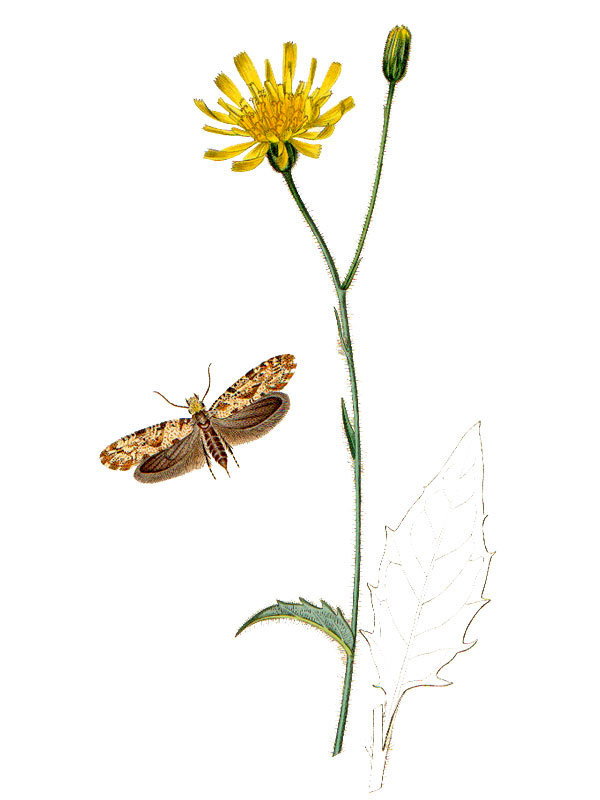 Hieracium silvaticum