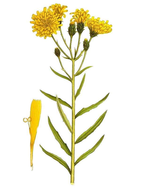 Hieracium umbellatum