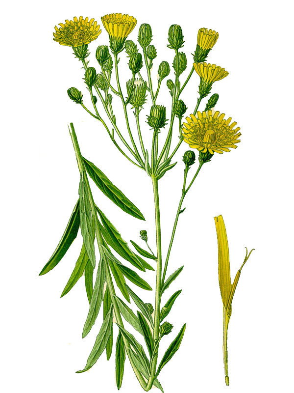 Hieracium umbellatum