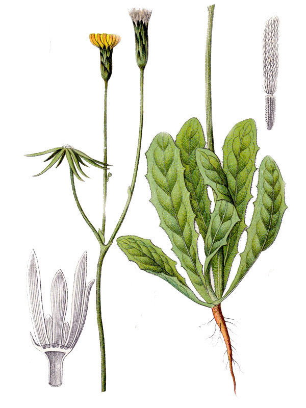 Hypochoeris glabra