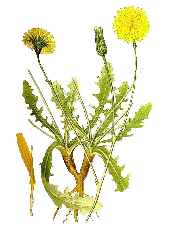 Hypochoeris radicata