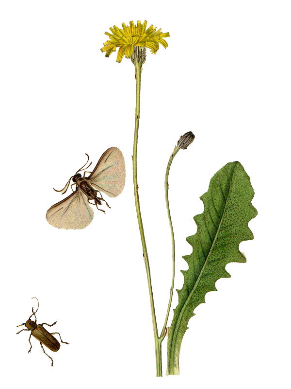 Hypochoeris radicata