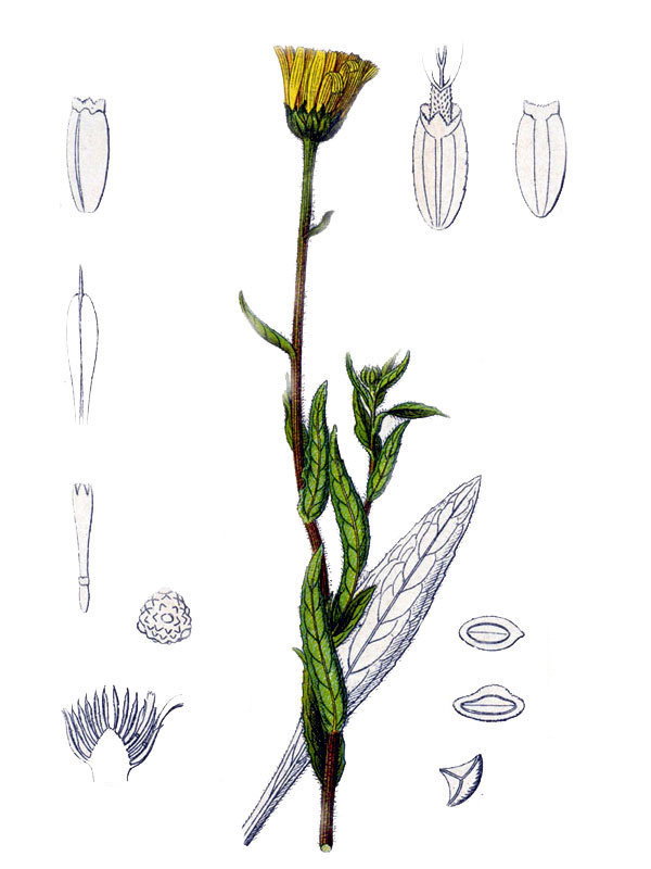 Inula buphthalmum