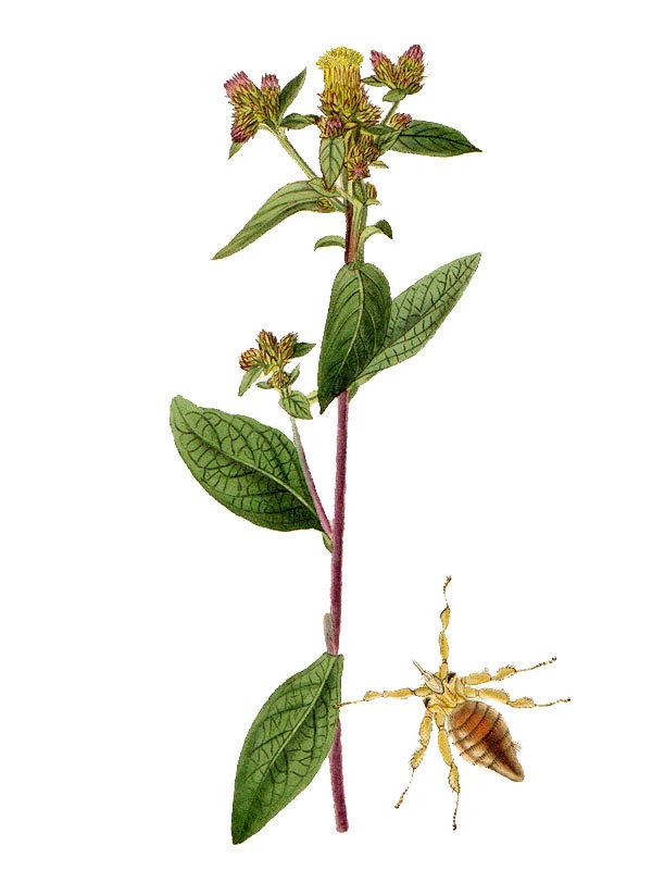 Inula conyza