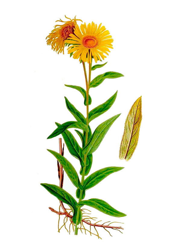 Inula ensifolia
