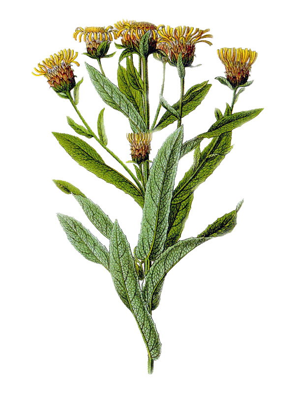 Inula germanica