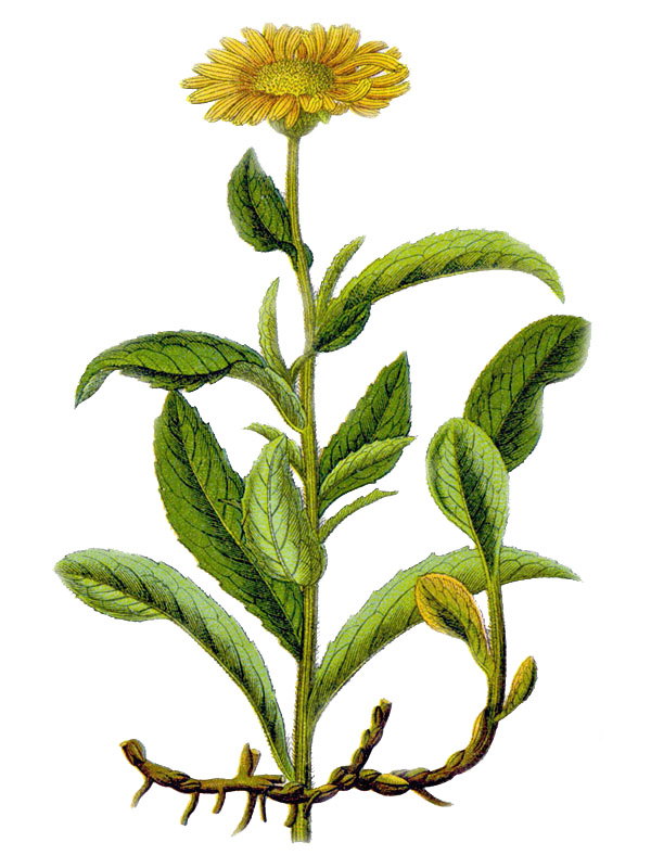 Inula hirta