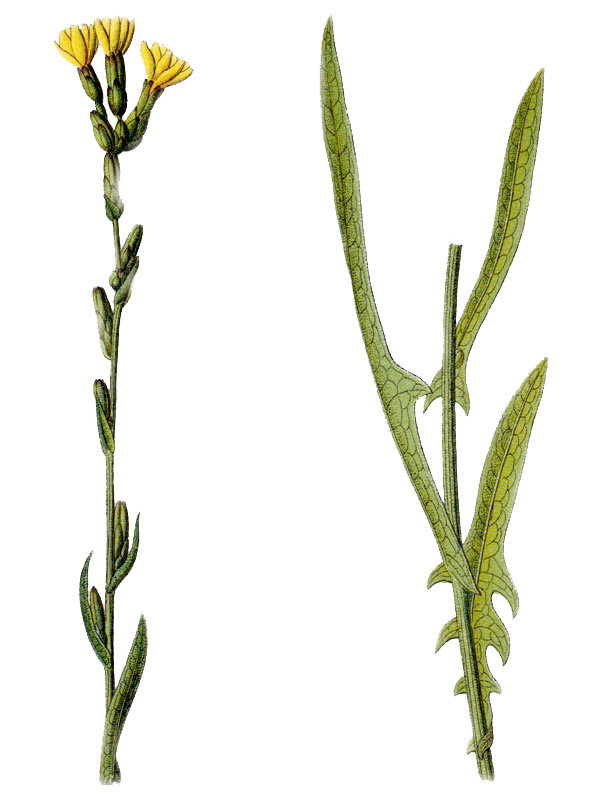Lactuca saligna