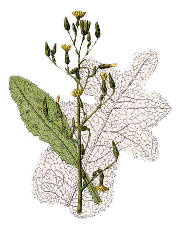 Lactuca virosa
