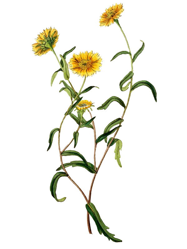Layia calliglossa