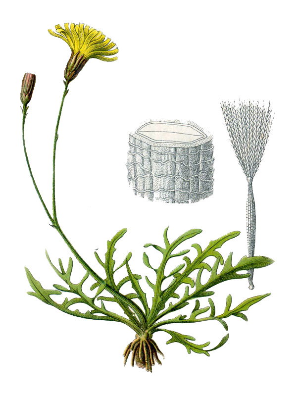 Leontodon autumnalis