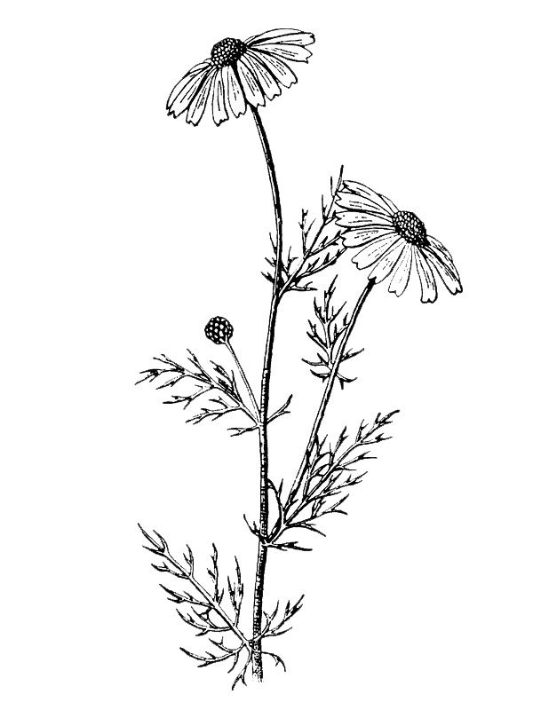 Matricaria occidentalis