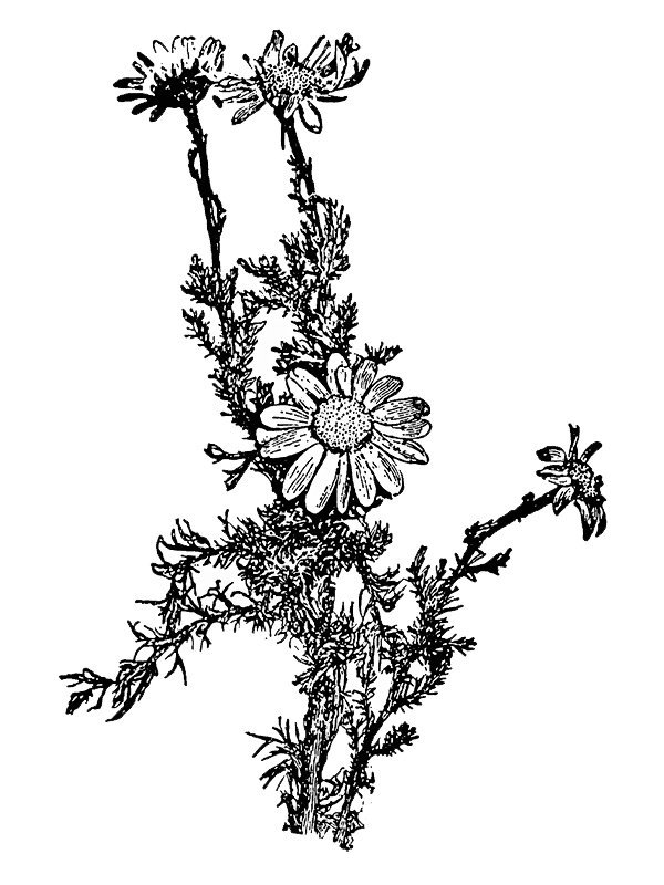 Matricaria recutita