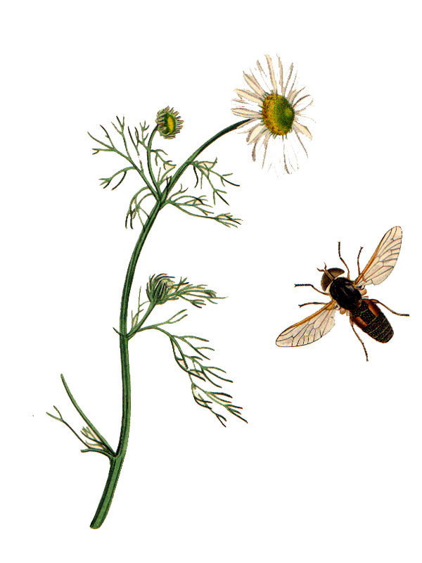 Matricaria recutita