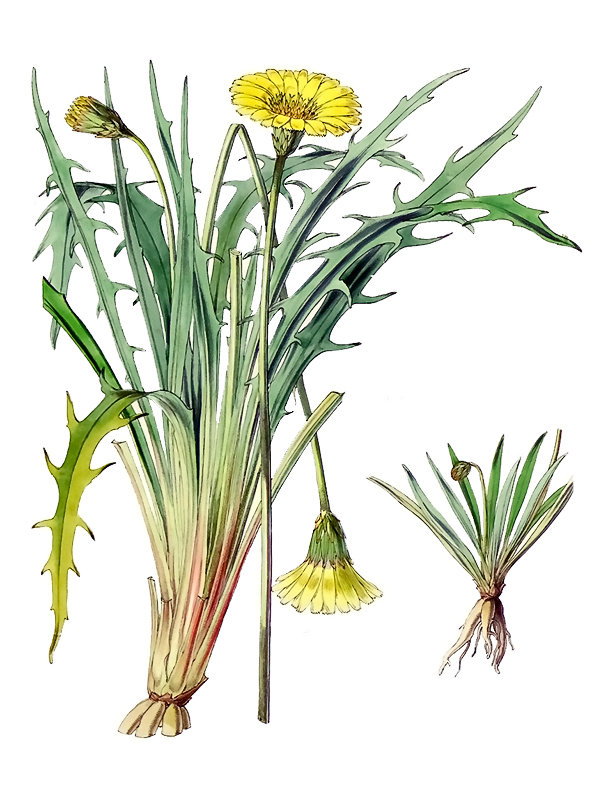 Microseris forsteri