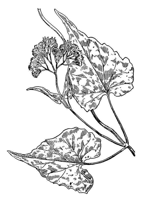 Mikania scandens