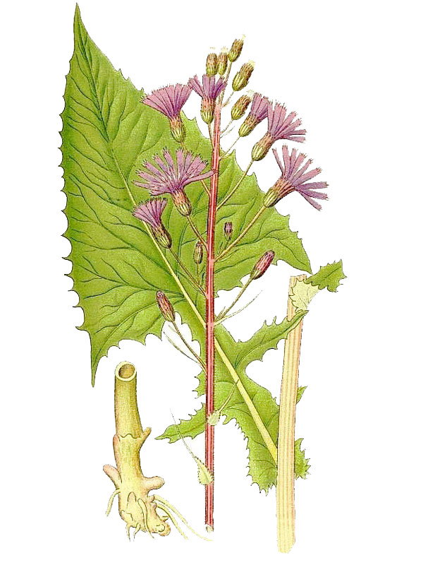 Mulgedium alpinum