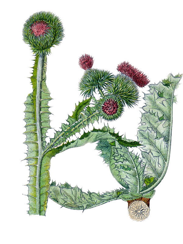 Onopordon acanthicum