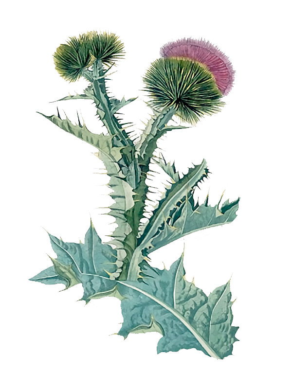 Onopordon acanthicum