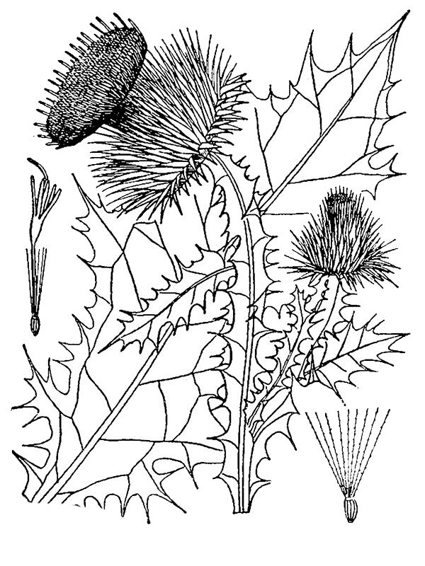 Onopordon acanthicum
