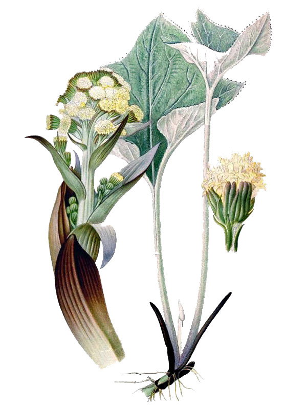 Petasites spurius