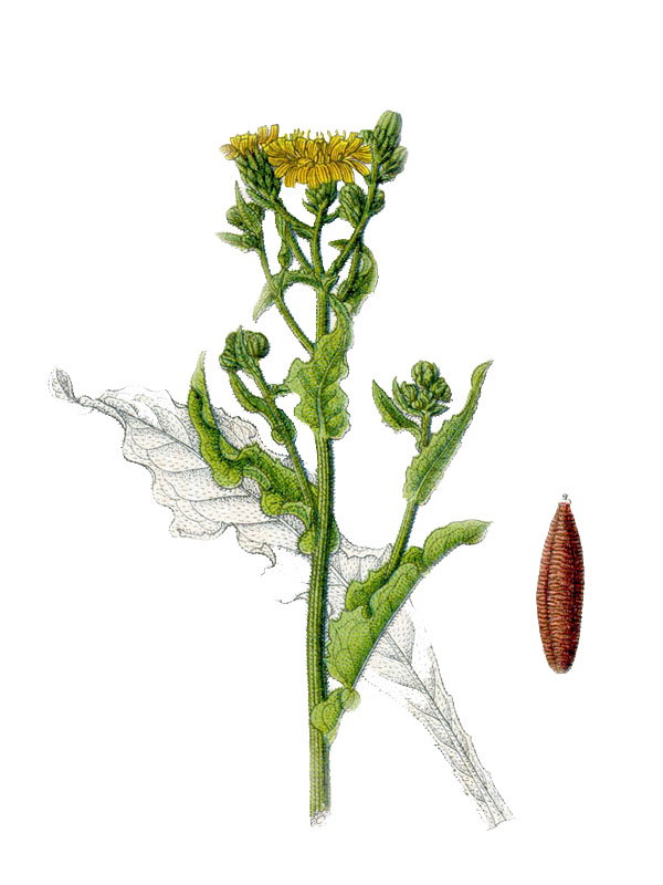 Picris hieracioides