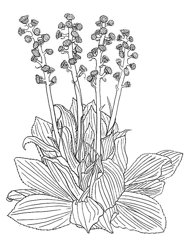 Pleurophyllum hookeri