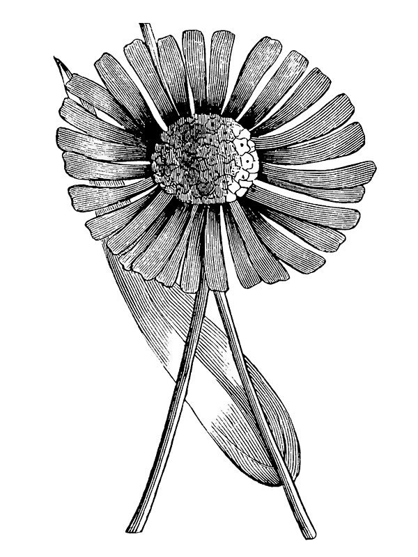 Podolepis gracilis