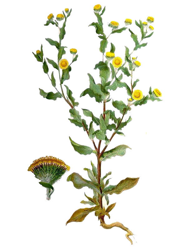 Pulicaria prostrata