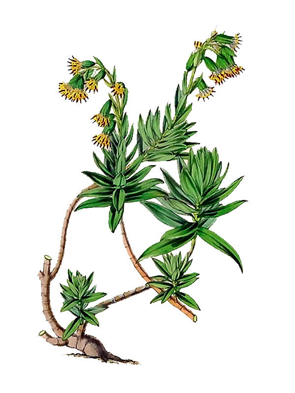 Railliardia ciliolata