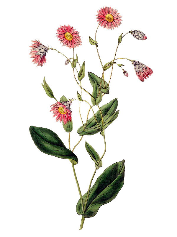 Rodanthe manglesii