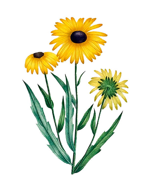 Rudbeckia hirta
