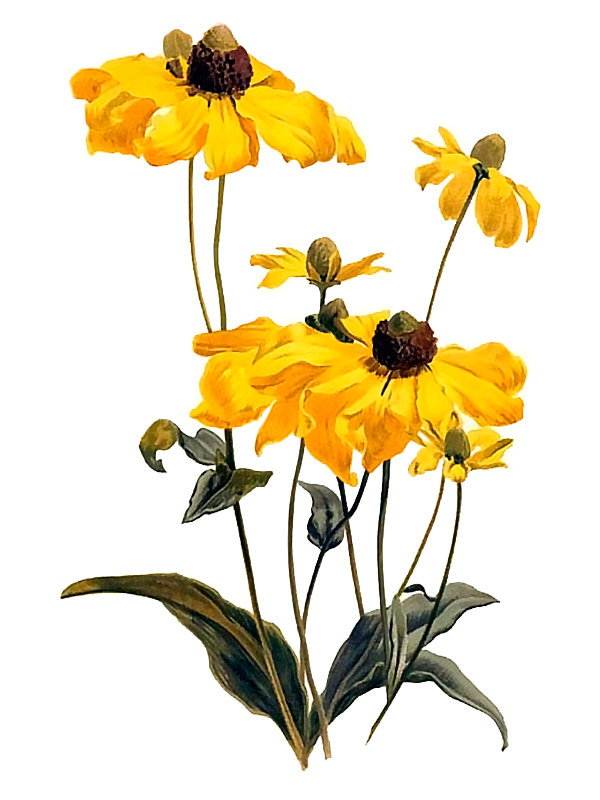 Rudbeckia nitida