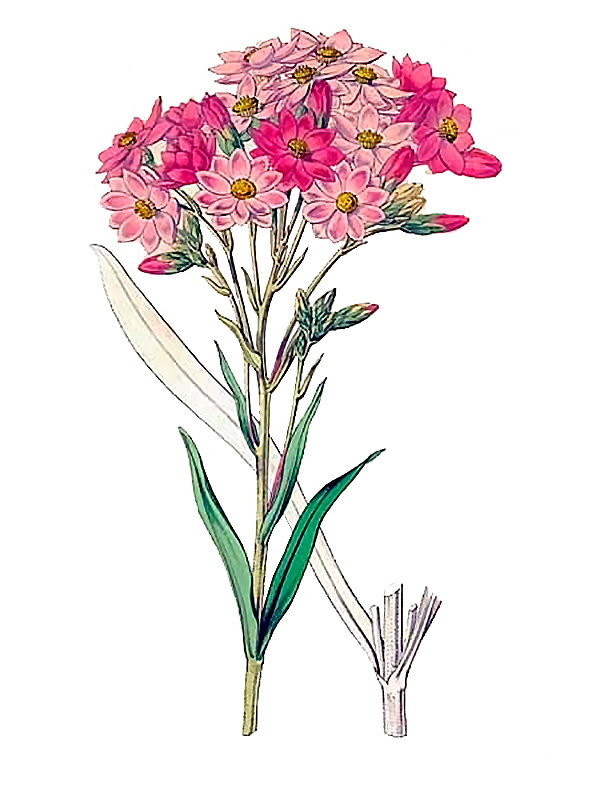 Schoenia oppositifolia