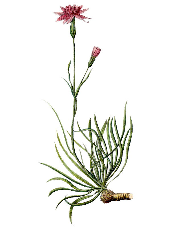 Scorzonera purpurea
