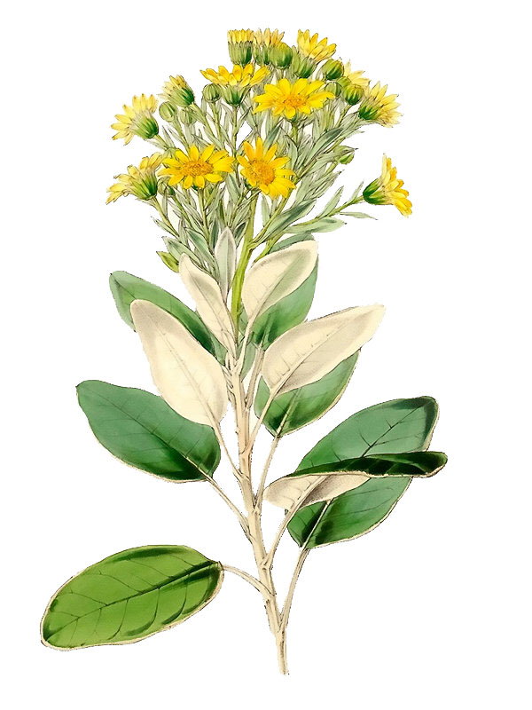 Senecio greyi