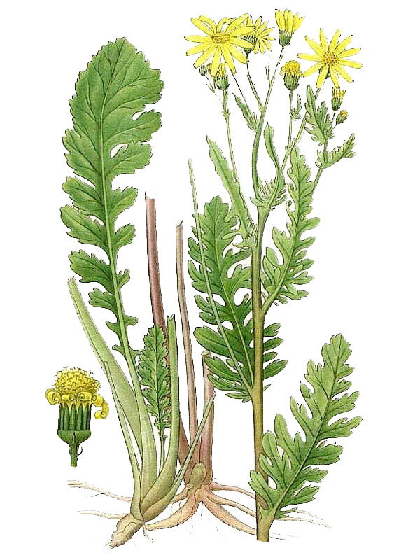 Senecio jacobaea