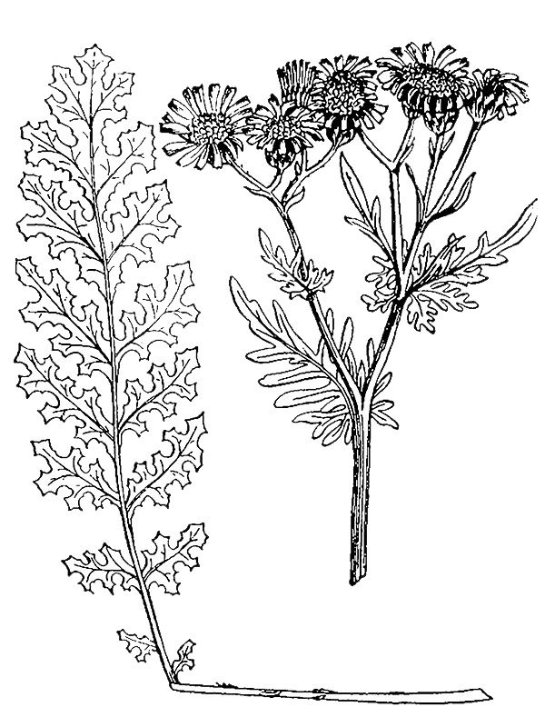 Senecio jacobaea