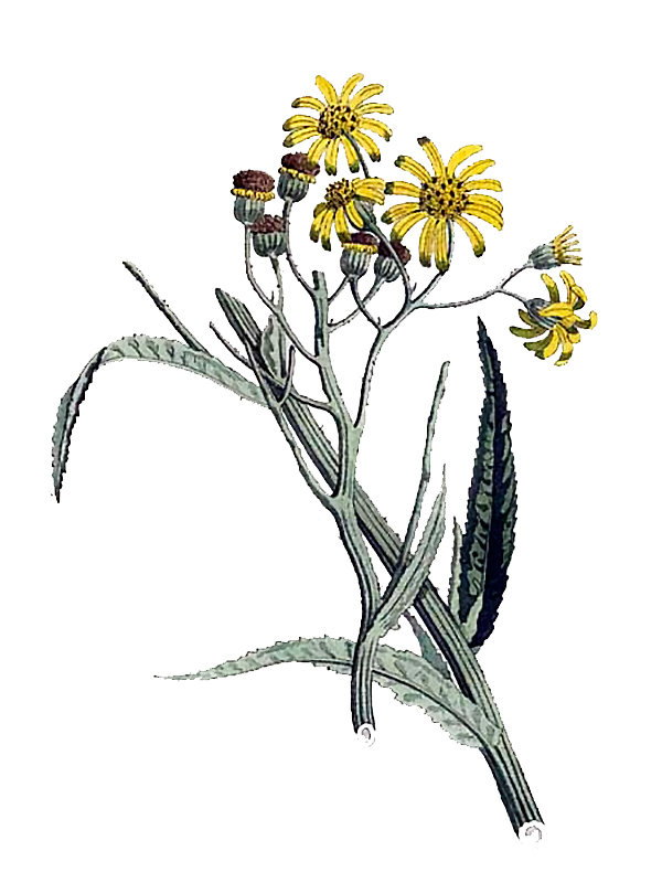 Senecio paludosus