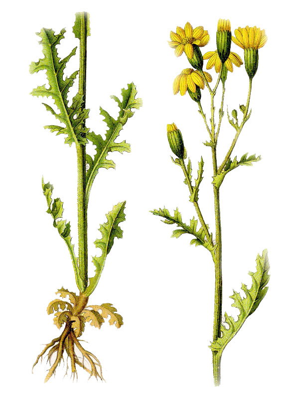 Senecio vernalis