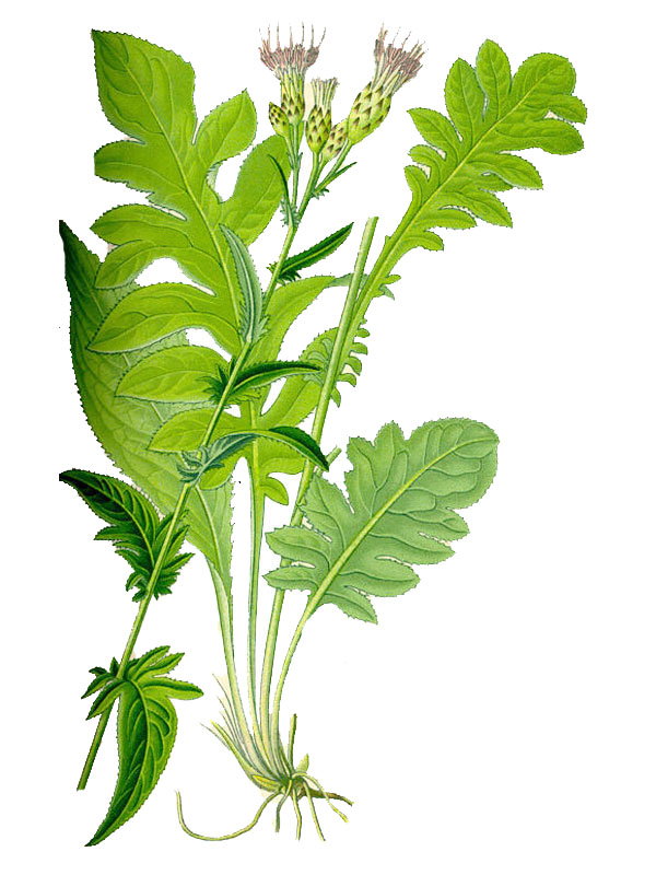 Serratula tinctoria