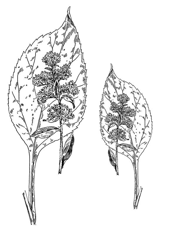 Solidago macrophylla