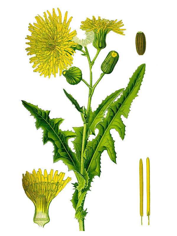 Sonchus arvensis