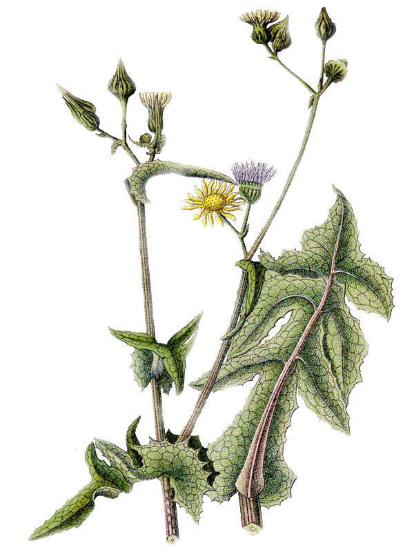 Sonchus asper