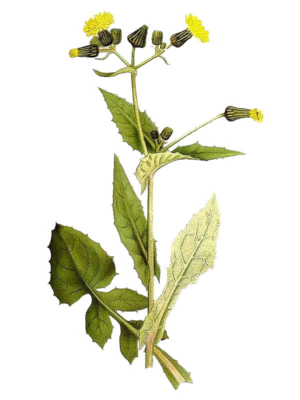 Sonchus oleraceus